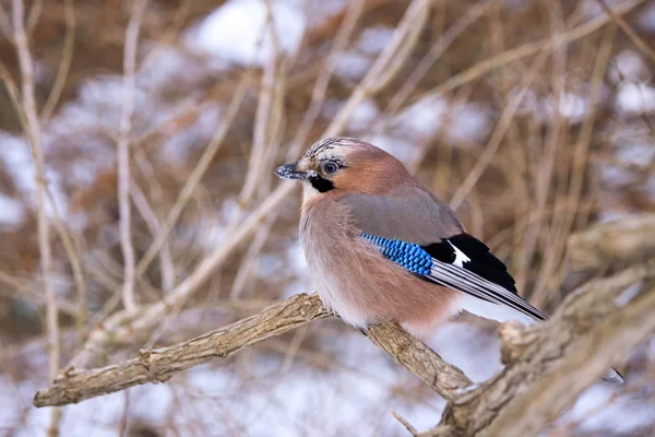 Jay on snowy branch — Stock Photo, Image