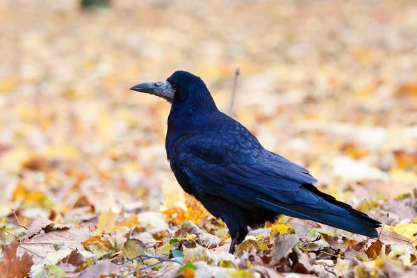 Rook standing amongst leaves — Stock Photo, Image