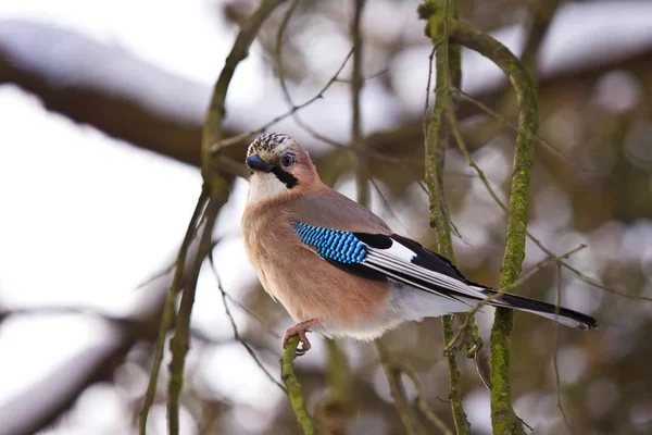 Jay on snowy branch — Stock Photo, Image