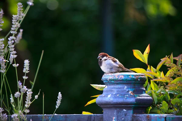 Sparrow in the park — Stock Photo, Image