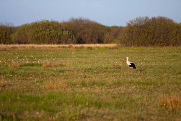 Stork står ute i felten – stockfoto
