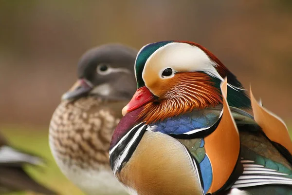 Två mandarin ankor — Stockfoto