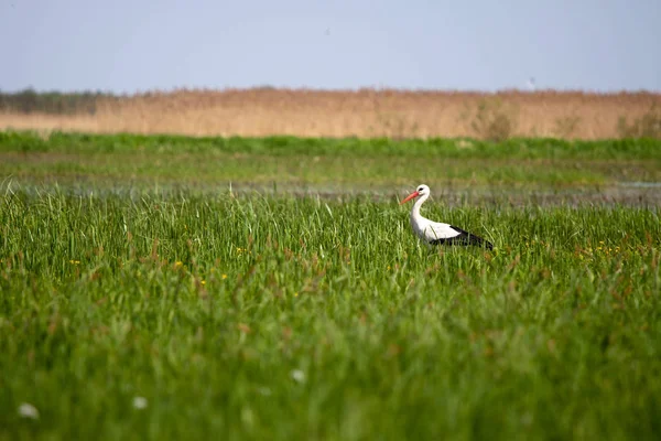 Stork standing in the field — Stock Photo, Image