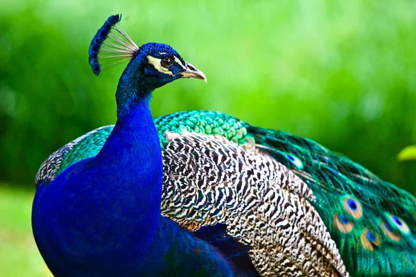 Peacock on green background — Stock Photo, Image