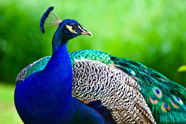 Yeşil renkli peacock — Stok fotoğraf