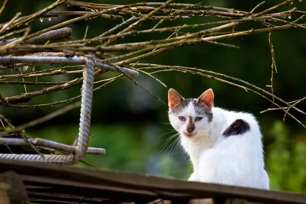 Bílá kočka na sledování — Stock fotografie