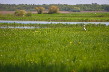 Leylek ayakta alanında