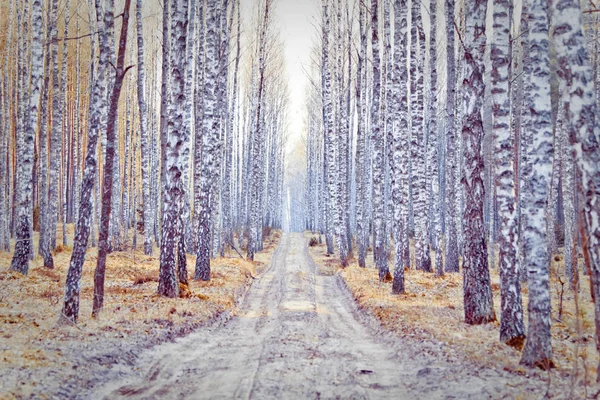 Huş ağacı orman Polonya — Stok fotoğraf