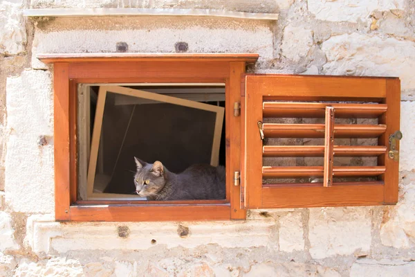 Gato olhando através da janela — Fotografia de Stock