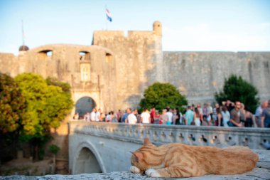Dubrovnik'in tarihi kent girişinde yalan kedi