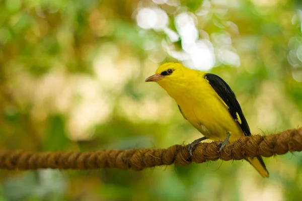 Oriole dorado sentado en una cuerda —  Fotos de Stock