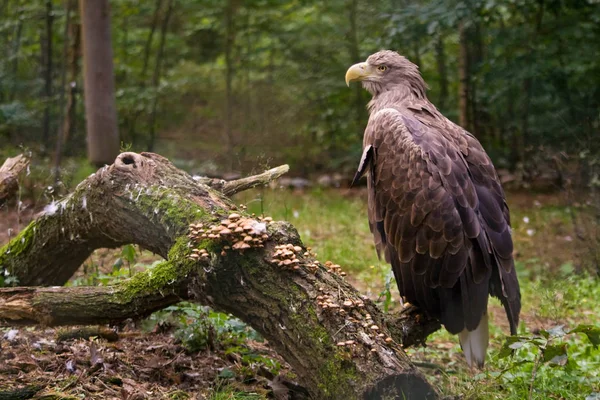 Eagle sitting on a tree — Stock Photo, Image