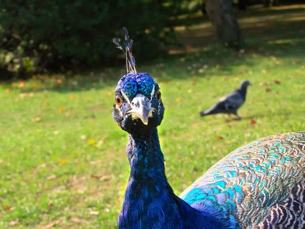 Curious peacock looking silly — Stock Photo, Image