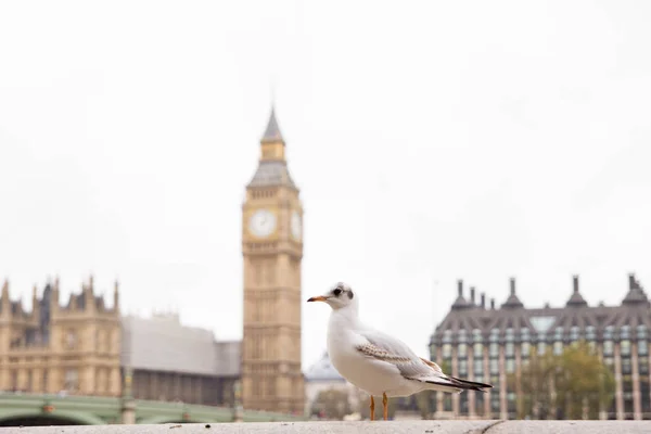 Seagulls perspektivvy en Big Ben — Stockfoto