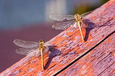 Pair of dragonflies clipart