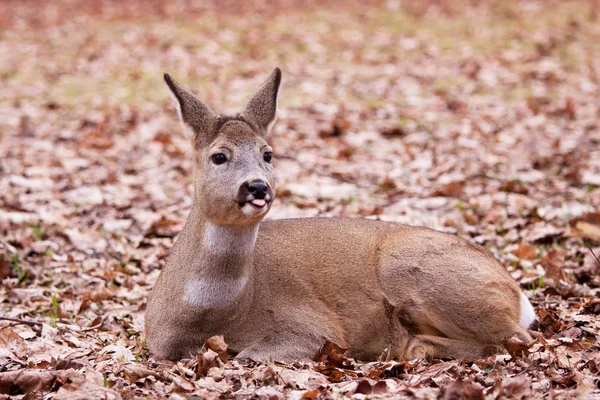 A cute little deer that you just want to hug in the park — Stock Photo, Image