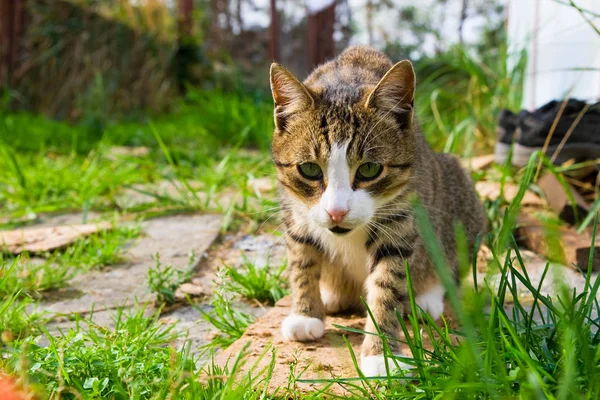줄무늬 길 잃은 고양이 음식을 기다리는 — 스톡 사진