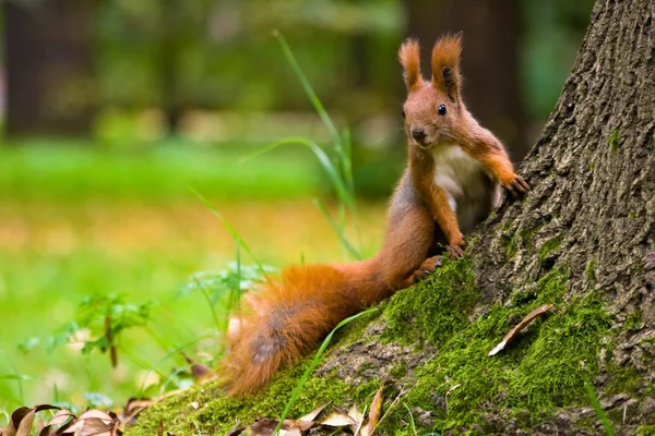 Мила, маленька, червона євразійська білка на дереві — стокове фото