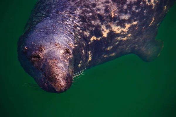 Zegel in de haven in Ierland — Stockfoto