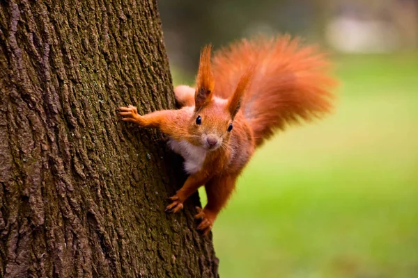 Red eurasian squirrel on the tree — Stock Photo, Image