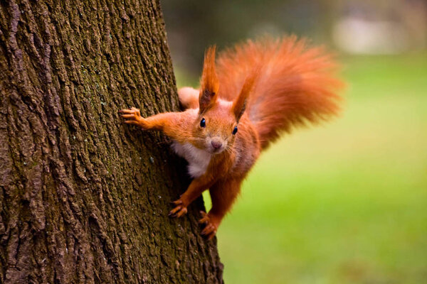 Red eurasian squirrel on the tree looking at the watcher