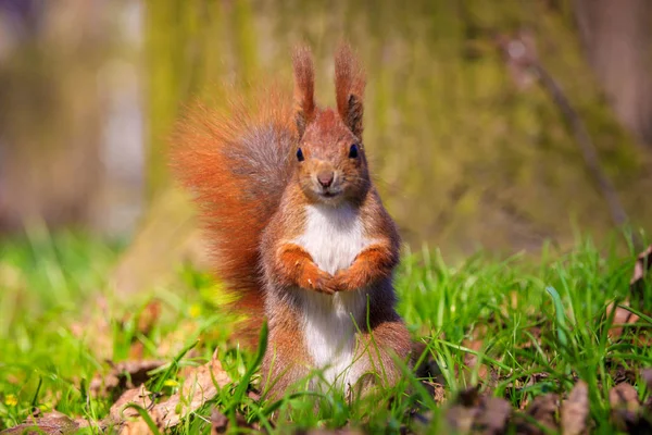 Χαριτωμένο Κόκκινο σκίουρο σε ένα χόρτο — Φωτογραφία Αρχείου