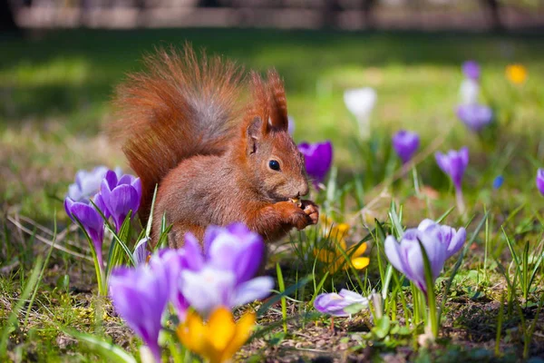 Niedliches kleines Eichhörnchen auf der Wiese mit Blumen — Stockfoto
