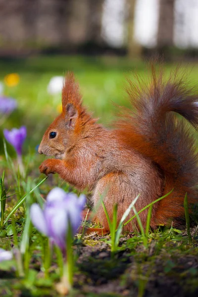 Niedliches kleines Eichhörnchen auf der Wiese mit Blumen — Stockfoto
