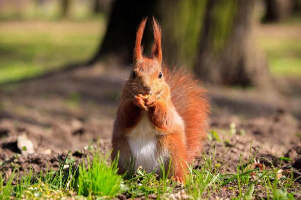 Schattige kleine rode eekhoorn op een gras — Stockfoto