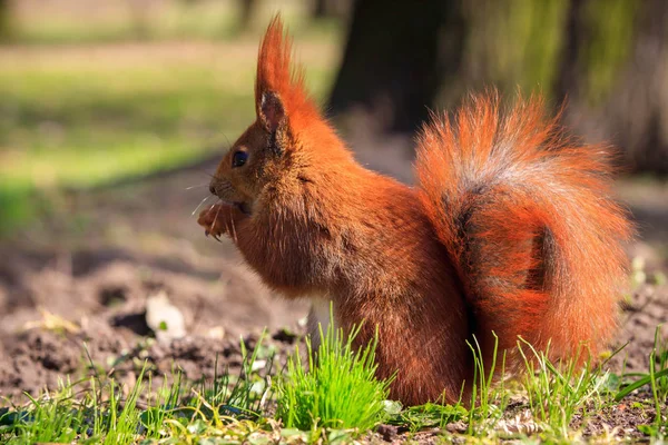 Schattige kleine rode eekhoorn op een gras — Stockfoto