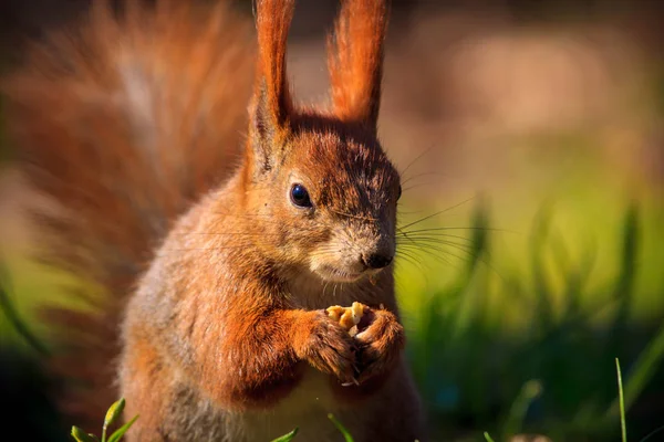 Schattige kleine rode eekhoorn op een gras — Stockfoto