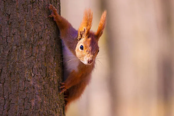Esquilo pequeno bonito na árvore — Fotografia de Stock