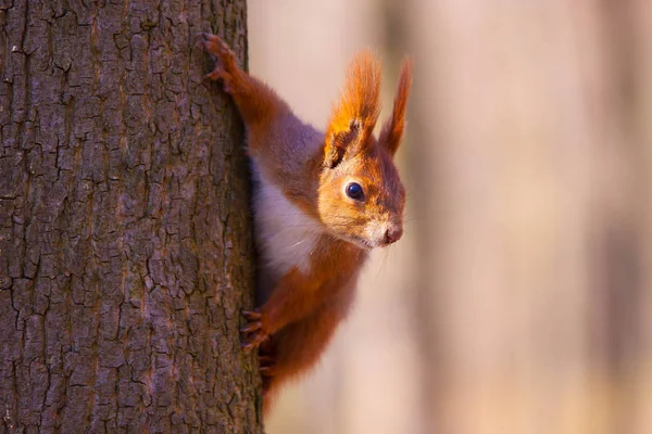 Мила маленька білка на дереві — стокове фото