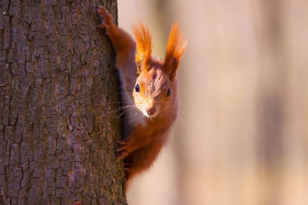 Esquilo pequeno bonito na árvore — Fotografia de Stock