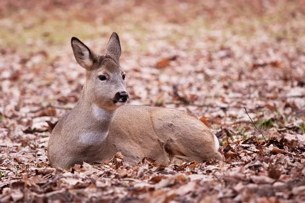 A cute little deer that you just want to hug in the park — Stock Photo, Image