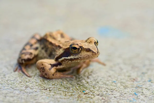 Green frog on concrete — Stock Photo, Image