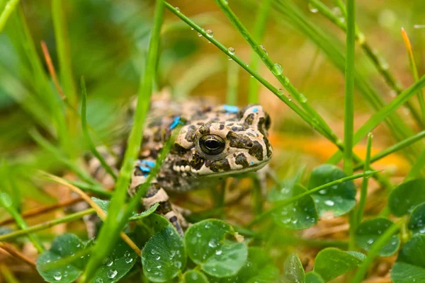 Grenouille verte dans l'herbe — Photo