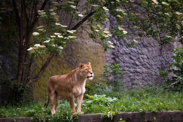 Lejoninna på gräset i Warszawa zoo — Stockfoto