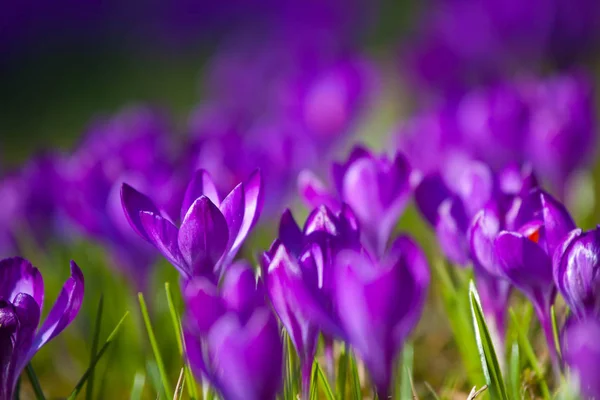 紫罗兰色番红花在春天天期间在华沙瓦津基公园 — 图库照片