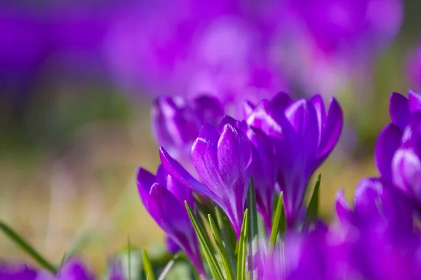 Violette Krokusse während der Frühlingstage im Park lazienki, Warschau — Stockfoto