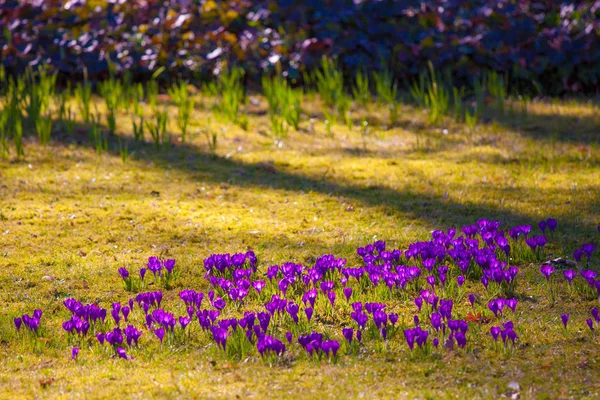 Violet crocus during spring days in Lazienki park, Warsaw — Stock Photo, Image