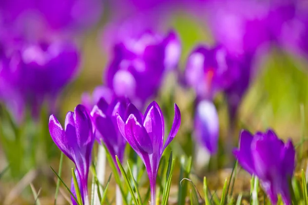 Crocus violeta durante os dias de primavera no parque Lazienki, Varsóvia — Fotografia de Stock