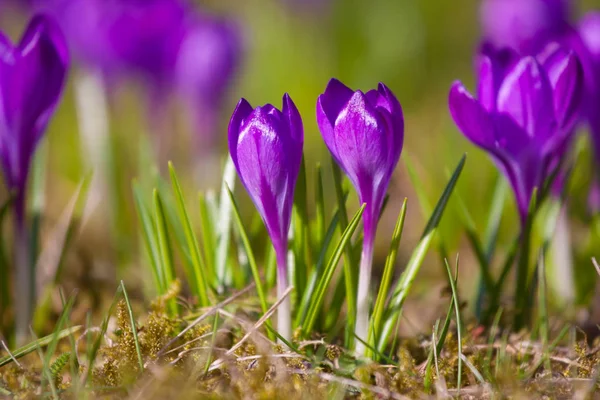 Lila crocus tavaszi napokon Lazienki Parkban, Varsó — Stock Fotó