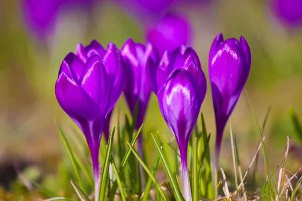 Crocus violeta durante los días de primavera en el parque Lazienki, Varsovia —  Fotos de Stock