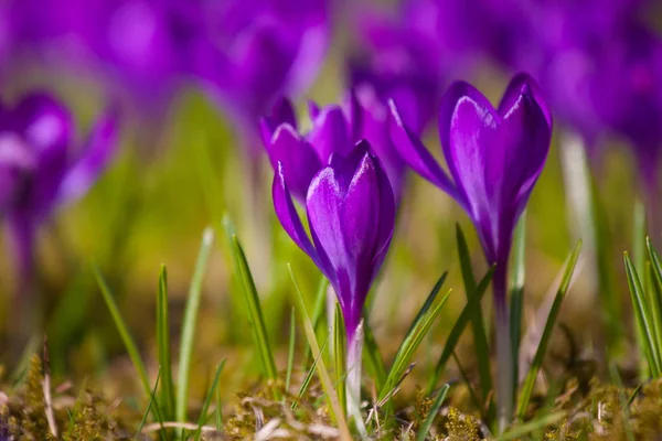 Crocus violeta durante los días de primavera en el parque Lazienki, Varsovia —  Fotos de Stock