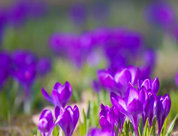 Crocus violeta durante os dias de primavera no parque Lazienki, Varsóvia — Fotografia de Stock