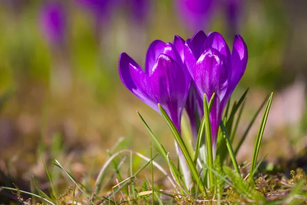 Фіолетовий Крокус під час весняних днів Лазенковський Королівський парк, Варшава — стокове фото