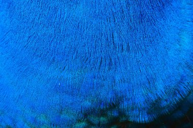 Derin mavi tavus kuşu'nın geçiş yumuşatma doku