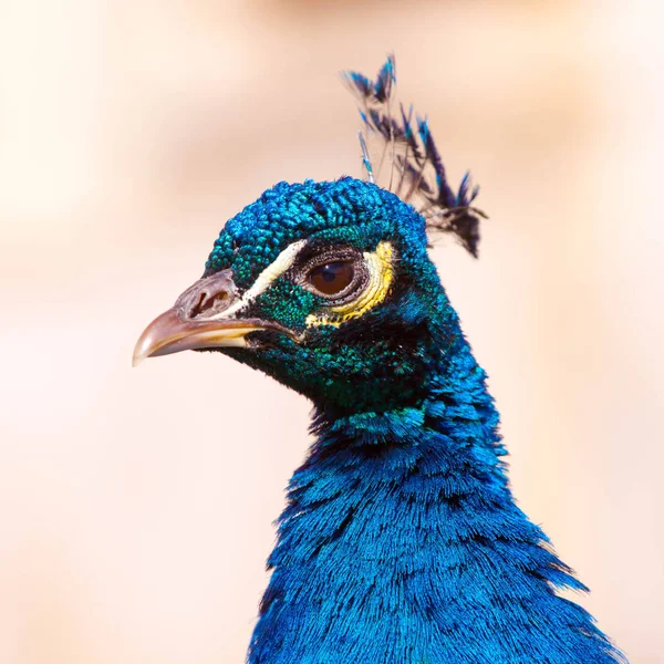 Deep blue peacock showing off in Warsaw Lazienki park during lat — Stock Photo, Image