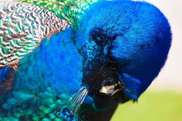 Deep blue peacock showing off in Warsaw Lazienki park during lat — Stock Photo, Image